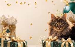 10 років «Котів-вояків» в Україні: святкуємо разом і даруємо подарунки!
