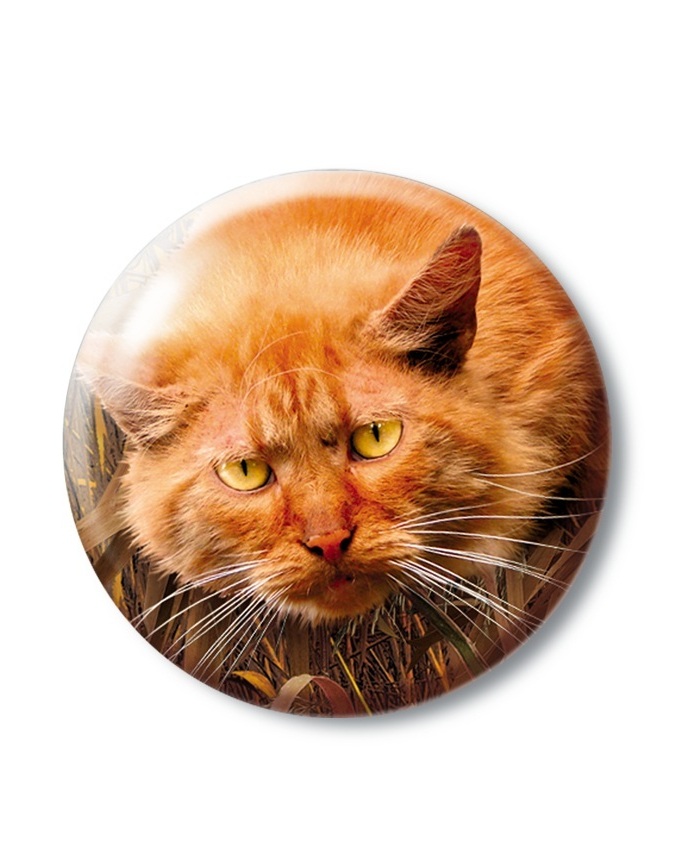 Коти-вояки. Подарунковий комплект із 6 книг 4 циклу серії «Коти-вояки» - інші зображення